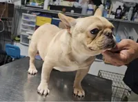 Lyrical Masterpiece, a female French Bulldog for sale in Houston, TX – Photo 10 of 10