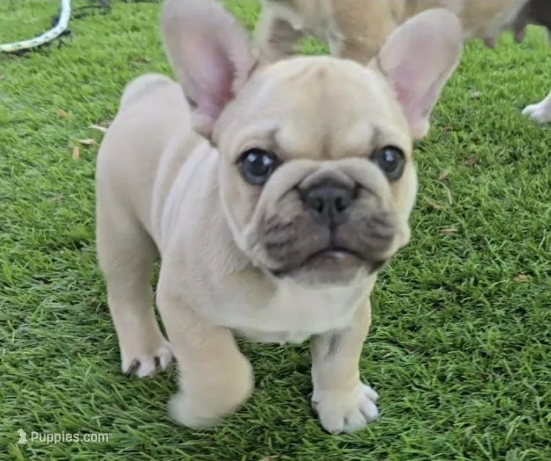 Lyric – French Bulldog puppy for sale in Houston, TX