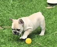 Lyrical Masterpiece, a female French Bulldog for sale in Houston, TX – Photo 3 of 10