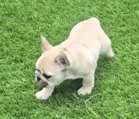 Lyrical Masterpiece, a female French Bulldog for sale in Houston, TX – Photo 9 of 10