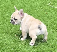 Lyrical Masterpiece, a female French Bulldog for sale in Houston, TX – Photo 6 of 10