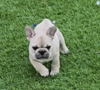 Lyrical Masterpiece, a female French Bulldog for sale in Houston, TX – Photo 5 of 10