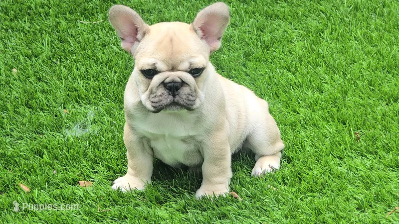 Lyrical Masterpiece – French Bulldog puppy for sale in Houston, TX