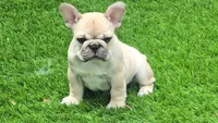 Lyrical Masterpiece, a female French Bulldog for sale in Houston, TX – Photo 1 of 10