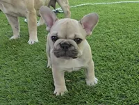 Lyrical Masterpiece, a female French Bulldog for sale in Houston, TX – Photo 7 of 10