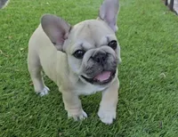Lyrical Masterpiece, a female French Bulldog for sale in Houston, TX – Photo 4 of 10