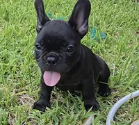 Char Cole, a male French Bulldog for sale in Houston, TX – 5 of 5