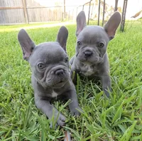 Lilly , a female French Bulldog for sale in Houston, TX – 5 of 7