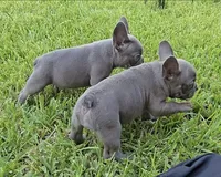Felix, a male French Bulldog for sale in Houston, TX – 6 of 7