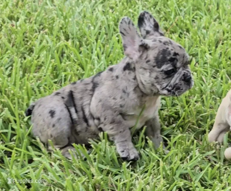 Heidi  – French Bulldog puppy for sale in Houston, TX