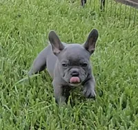 Lilly , a female French Bulldog for sale in Houston, TX – 3 of 7