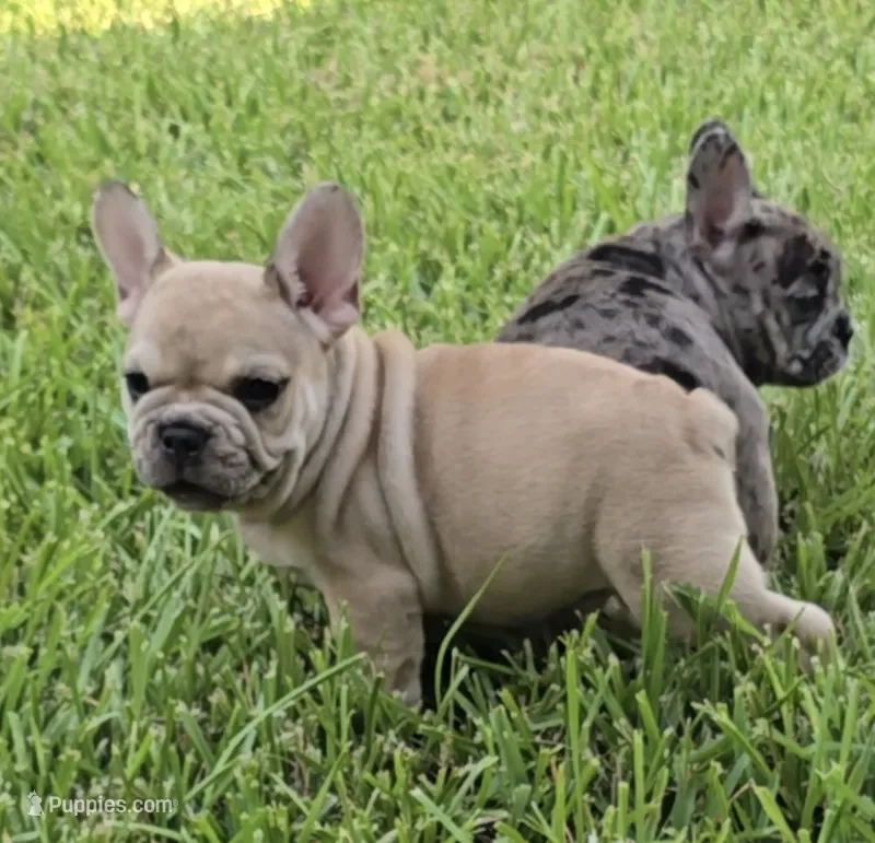 Maximus – French Bulldog puppy for sale in Houston, TX