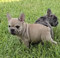 Maximus, a male French Bulldog for sale in Houston, TX – 6 of 8