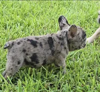 Heidi , a female French Bulldog for sale in Houston, TX – 2 of 10