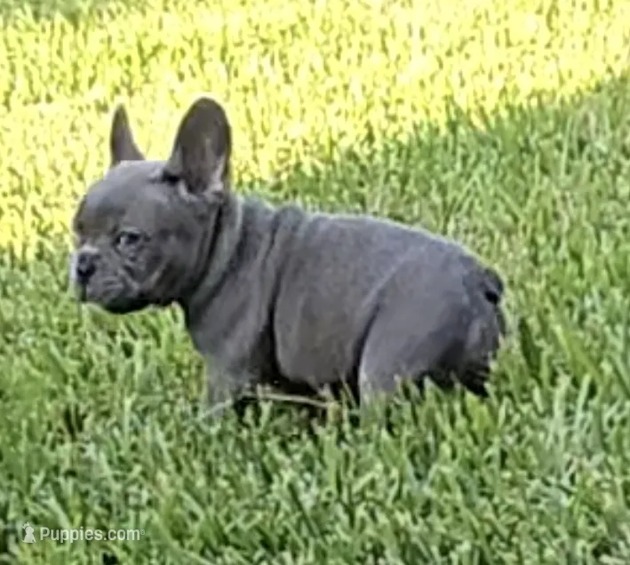 Lilly  – French Bulldog puppy for sale in Houston, TX
