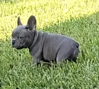 Lilly , a female French Bulldog for sale in Houston, TX – 1 of 7