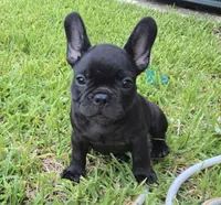 Char Cole , a male French Bulldog for sale in Houston, TX – 4 of 9