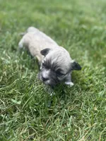 Capybara, a male Chihuahua for sale in Fries, VA – 4 of 5