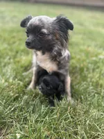 Casper , a male Chihuahua for sale in Fries, VA – 3 of 4