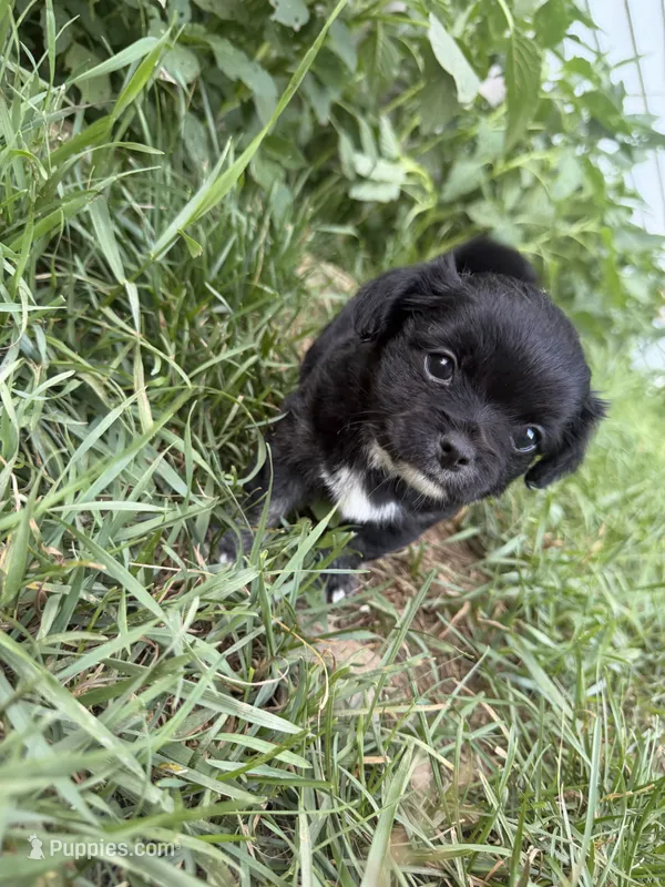 Casper  – Chihuahua puppy for sale in Fries, VA
