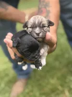 Capybara, a male Chihuahua for sale in Fries, VA – 3 of 5