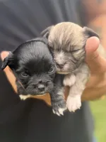 Casper , a male Chihuahua for sale in Fries, VA – 2 of 4