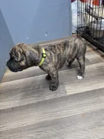 Puppy green collar, a female Cane Corso for sale in Landrum, SC – 2 of 2