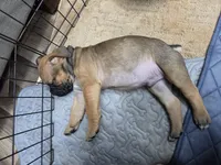 Puppy black collar, a male Cane Corso for sale in Landrum, SC – 2 of 2