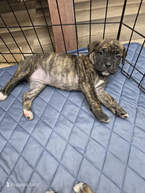 Puppy cream collar – Cane Corso puppy for sale in Landrum, SC