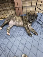 Puppy cream collar, a female Cane Corso for sale in Landrum, SC – 1 of 2