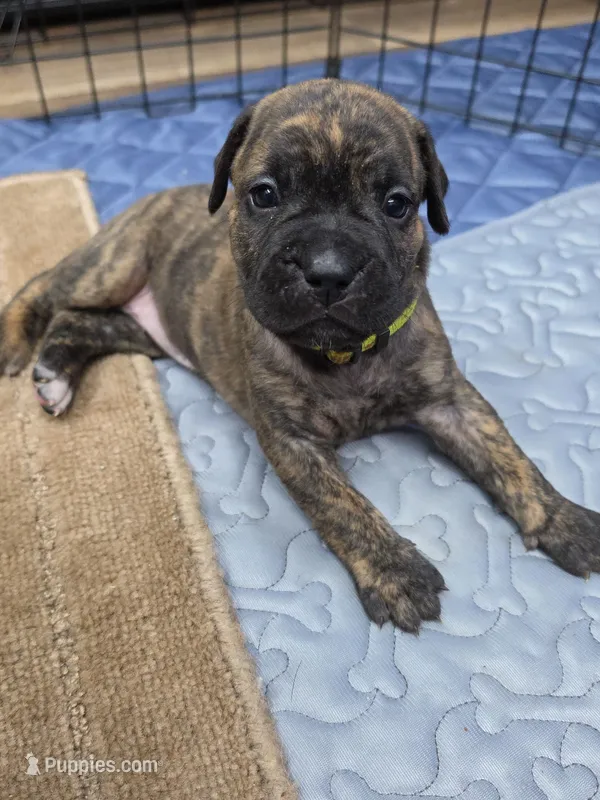 Puppy green collar – Cane Corso puppy for sale in Landrum, SC