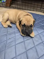 Puppy purple collar, a female Cane Corso for sale in Landrum, SC – 1 of 1