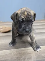 Puppy cream collar, a female Cane Corso for sale in Landrum, SC – 2 of 2