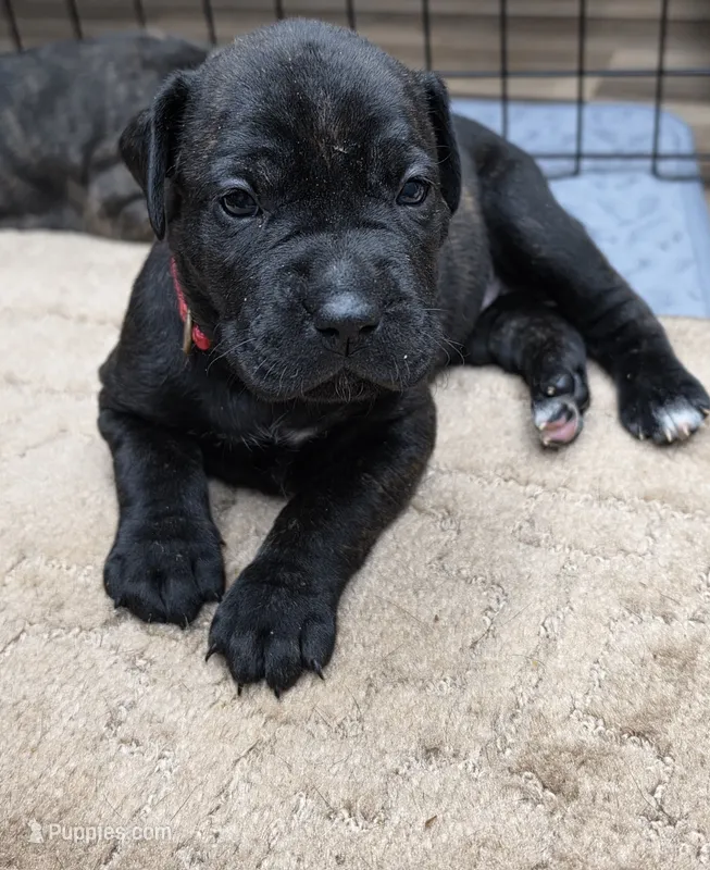 Puppy pink color – Cane Corso puppy for sale in Landrum, SC