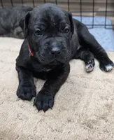 Puppy pink color, a female Cane Corso for sale in Landrum, SC – 1 of 1