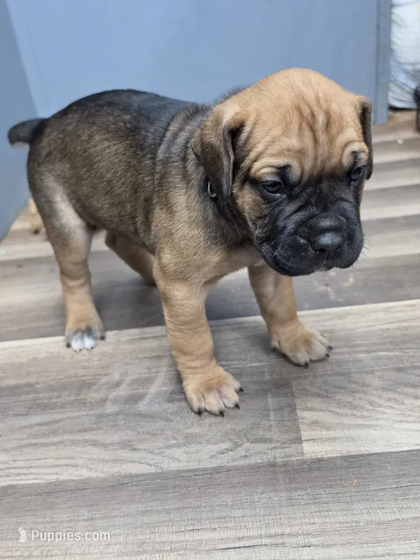 Puppy black collar – Cane Corso puppy for sale in Landrum, SC