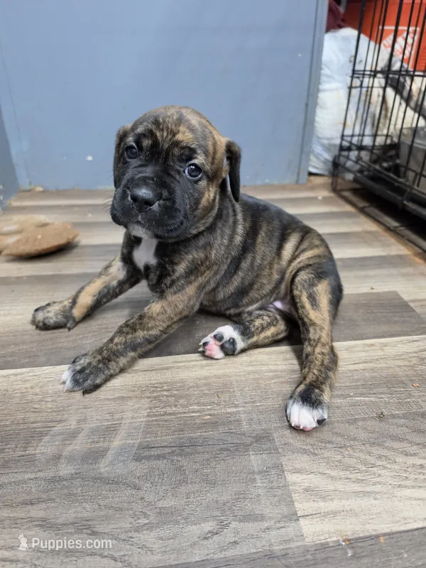 Puppy yellow collar – Cane Corso puppy for sale in Landrum, SC