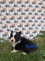 Bunny, a male Cardigan Welsh Corgi for sale in Lake Odessa, MI – 2 of 2