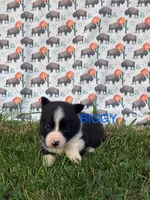 Biggy, a male Cardigan Welsh Corgi for sale in Lake Odessa, MI – 2 of 2