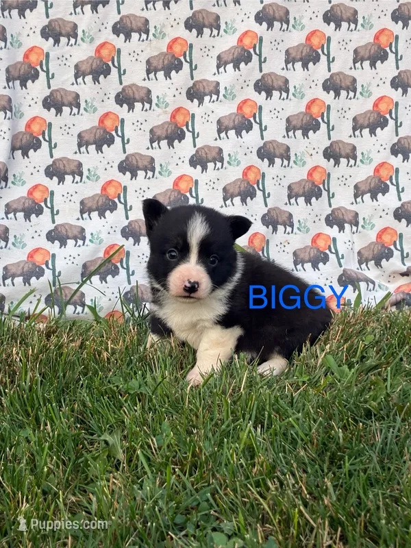 Biggy – Cardigan Welsh Corgi puppy for sale in Lake Odessa, MI