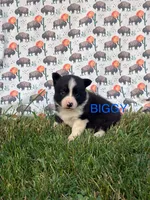 Biggy, a male Cardigan Welsh Corgi for sale in Lake Odessa, MI – 1 of 2