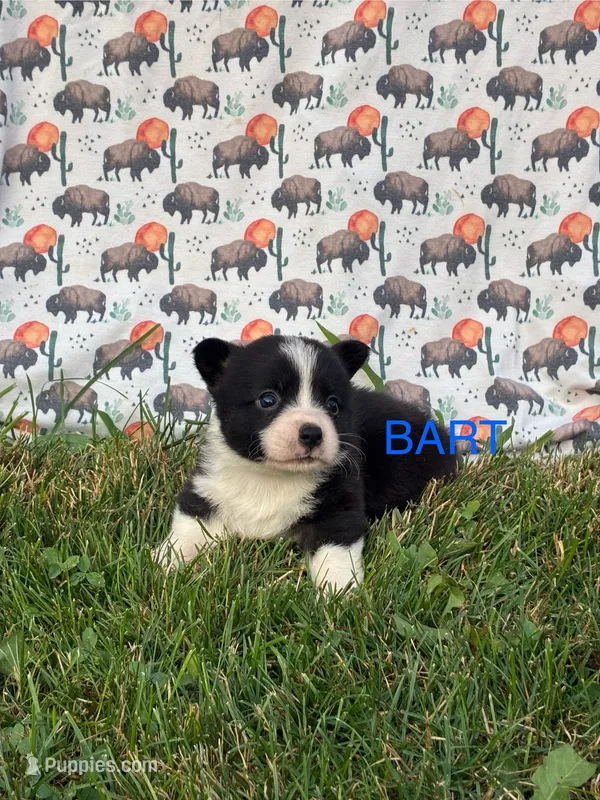 Bart – Cardigan Welsh Corgi puppy for sale in Lake Odessa, MI