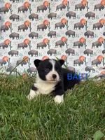 Bart, a male Cardigan Welsh Corgi for sale in Lake Odessa, MI – 1 of 2