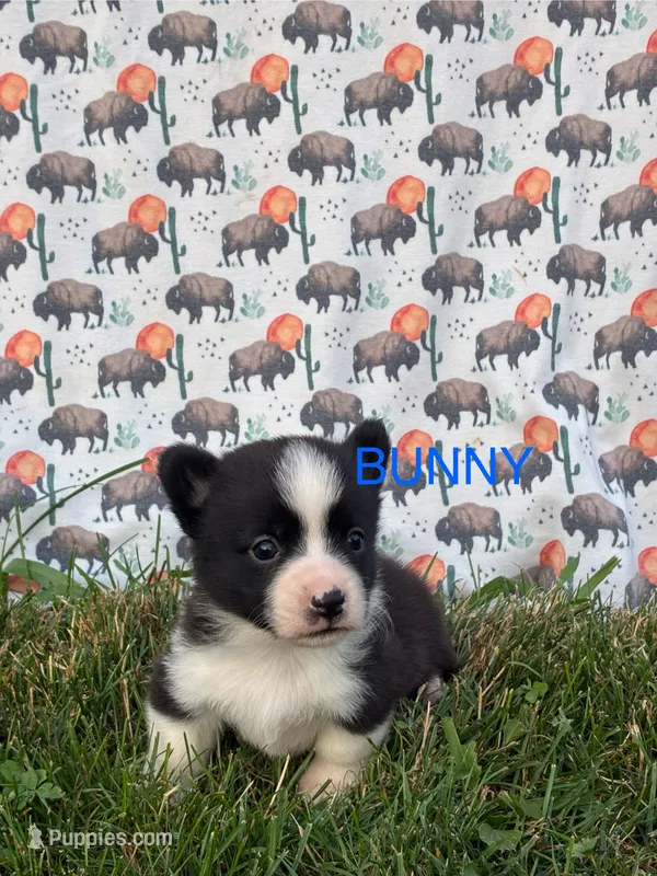 Bunny – Cardigan Welsh Corgi puppy for sale in Lake Odessa, MI