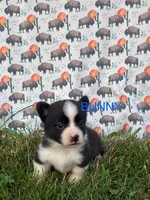 Bunny, a male Cardigan Welsh Corgi for sale in Lake Odessa, MI – 1 of 2