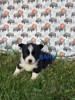 Bart, a male Cardigan Welsh Corgi for sale in Lake Odessa, MI – 2 of 2