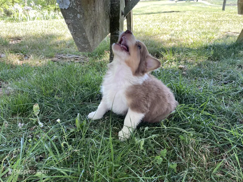 Sassy Pants – Australian Shepherd puppy for sale in Sparta, TN