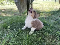 Sassy Pants, a female Australian Shepherd for sale in Sparta, TN – Photo 1 of 2