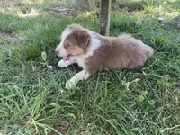 Sassy Pants, a female Australian Shepherd for sale in Sparta, TN – Photo 2 of 2