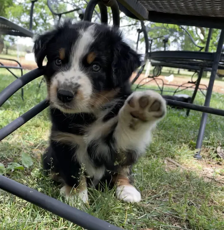 Bo – Australian Shepherd puppy for sale in Sparta, TN